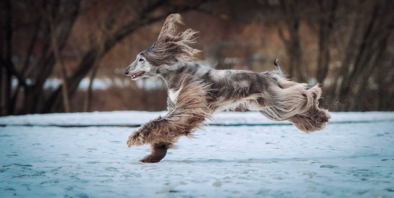 Afghanischer Windhund Auslauf