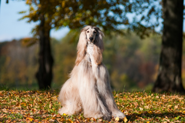 Afghanischer Windhund im Sitzen