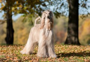 Afghanischer Windhund in der Natur