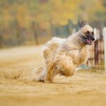Afghanischer Windhund
