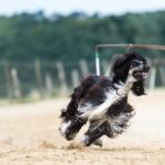 Afghanischer Windhund