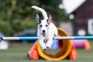 Agility: Hund überspringt ein Hindernis