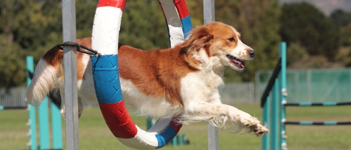 Agility: Hund springt durch einen dreifarbigen Reifen