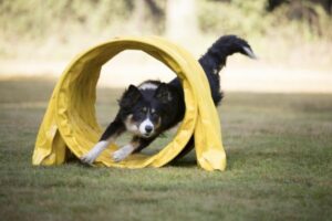 Agility: Hund läuft im Parcourslauf durch einen gelben Tunnel