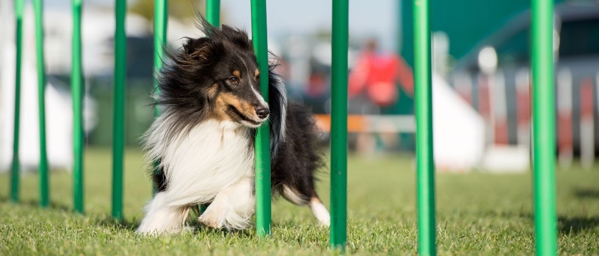 Agility: Hund im dynamischen Slalomlauf auf grüner Rasenfläche