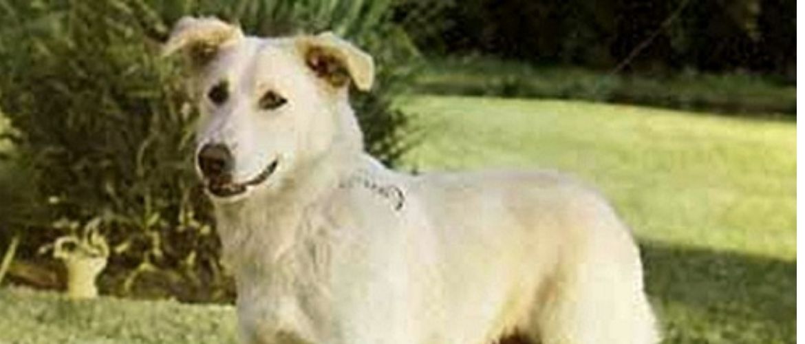 Aïdi Steckbrief, Charakter, Wesen und Haltung edogs Magazin