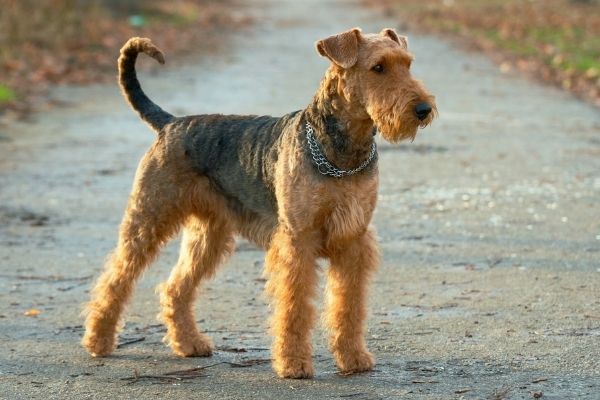 Terrier Hunderassen: Airedale Terrier