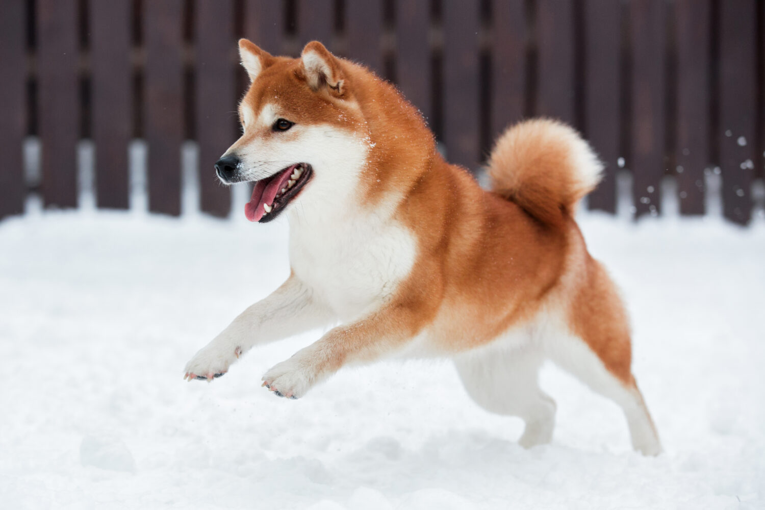 Akita Inu draußen