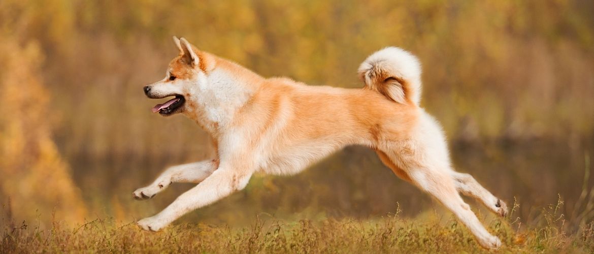 Akita Inu im Auslauf