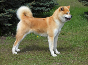 Akita Inu in der Natur