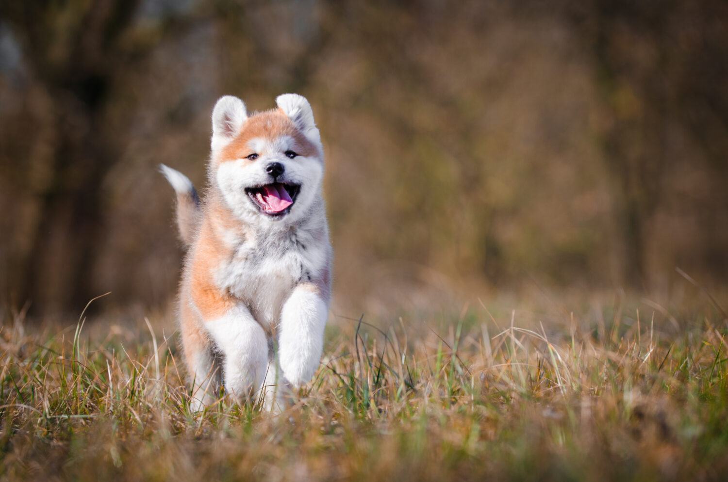 Akita Inu Welpe