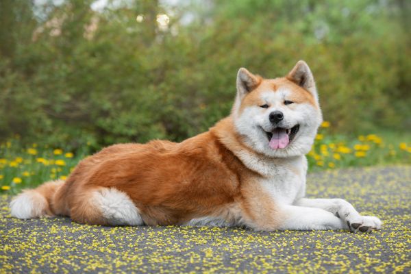 Akita Inu: Hund liegt auf dem Boden und hechelt.