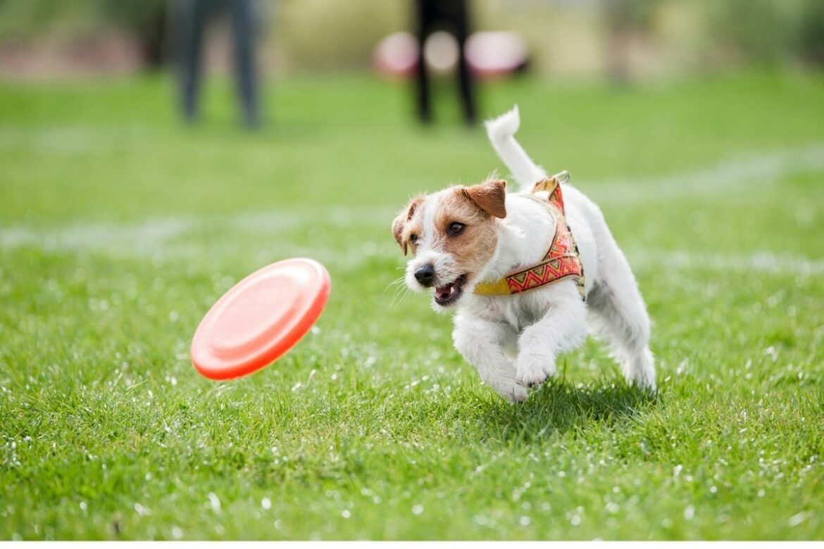 Hunde Rassern Große Hunderassen: Große Hunde von A bis Z - edogs.de