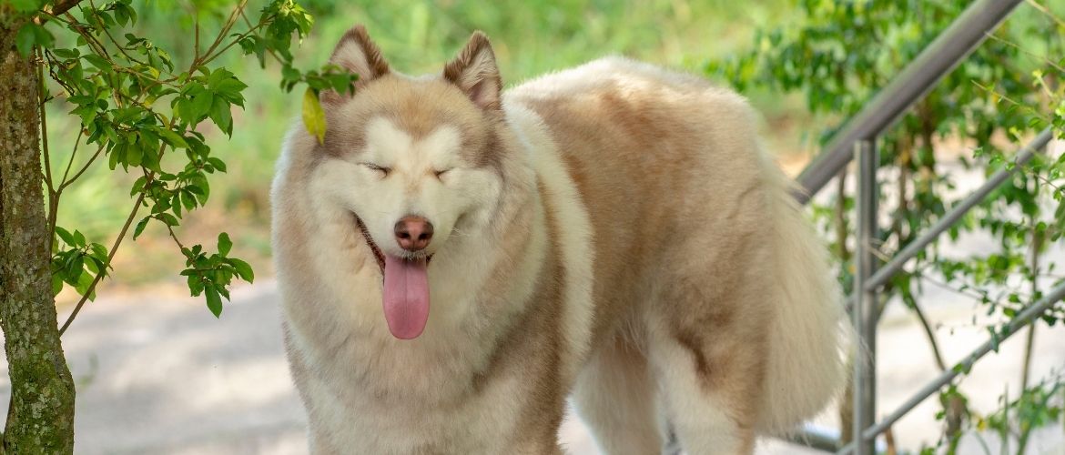 upassende Frem suppe Alaskan Malamute - Steckbrief, Charakter, Wesen und Haltung