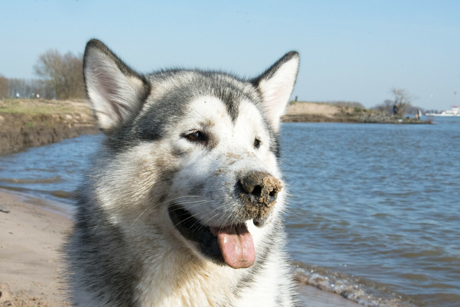 alaskan-malamute-von-vorne