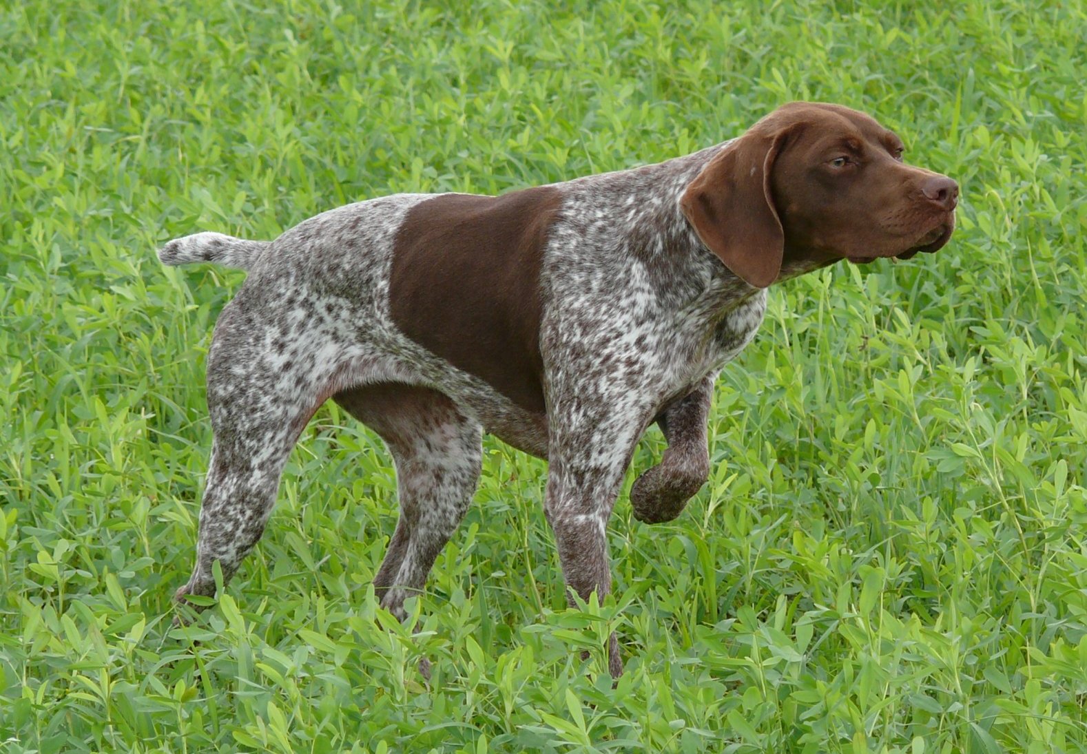 Altdänischer Vorstehhund