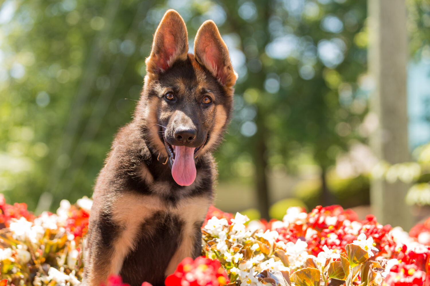 altdeutscher-schäferhund-draußen