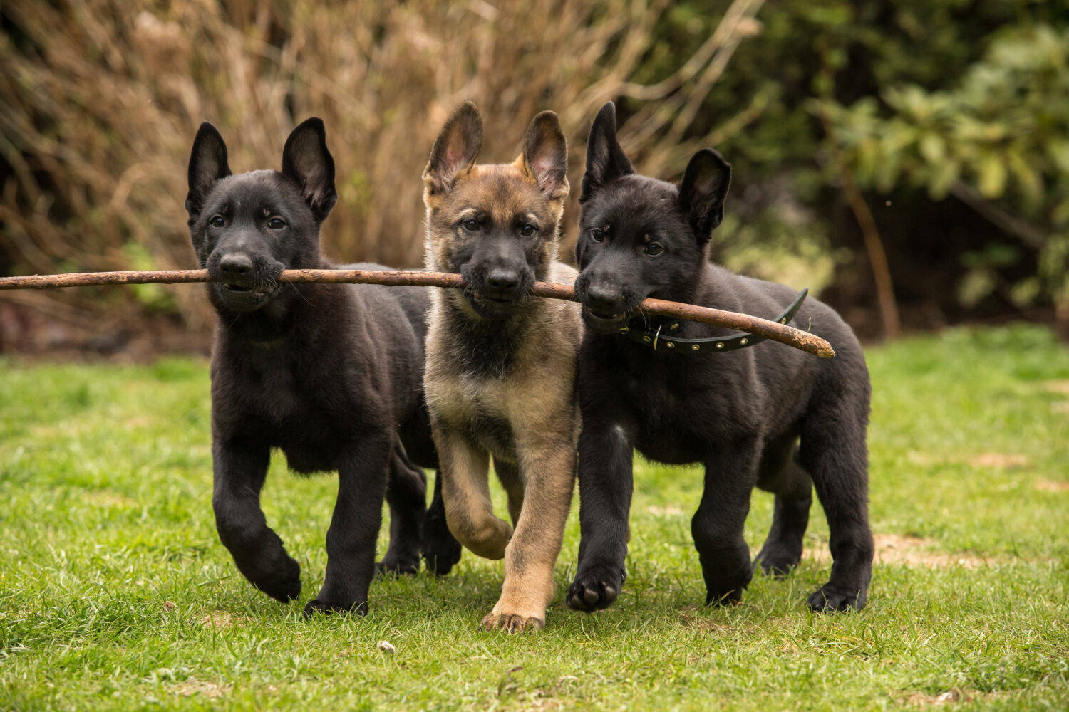 Altdeutscher Schäferhund Welpen