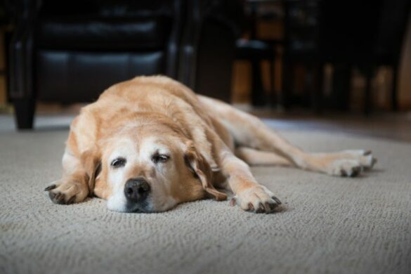 Rasendünger Hund Wie Lange Nicht Betreten Flöhe beim Hund: Symptome, Übertragung & Behandlung