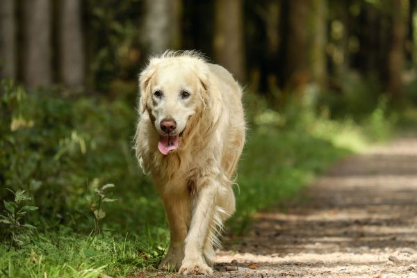 Alter Hund frisst nicht mehr: Golden Retriever geht durch einen Wald