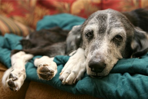 Alter Hund frisst nicht mehr: Ein im Gesicht ergrauter Hund blickt mit müden Augen liegt auf einer Decke.