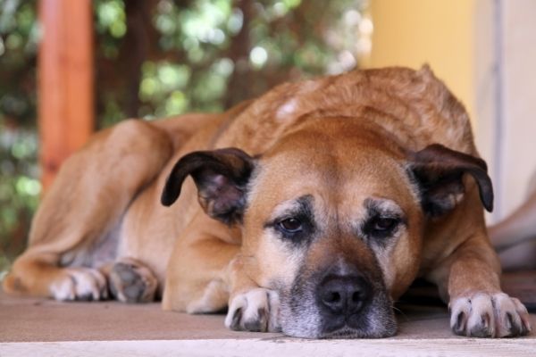 Alter Hund im Liegen