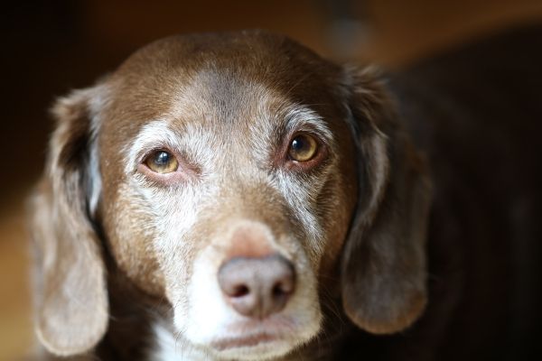 Alter Hund in Nahaufnahme