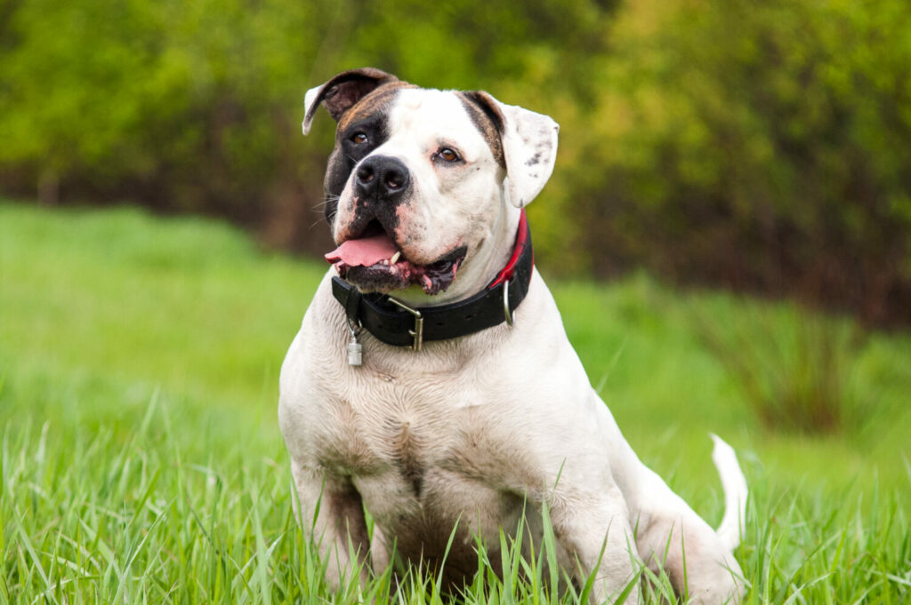 Amerikanische Hunderassen: American Bulldog im Sitzen