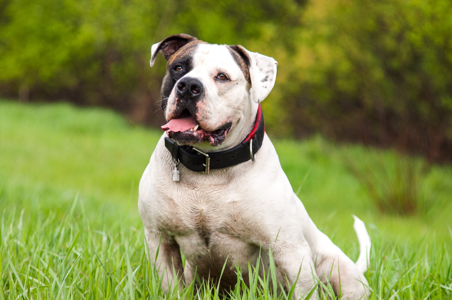 Amerikanische Hunderassen: American Bulldog im Sitzen