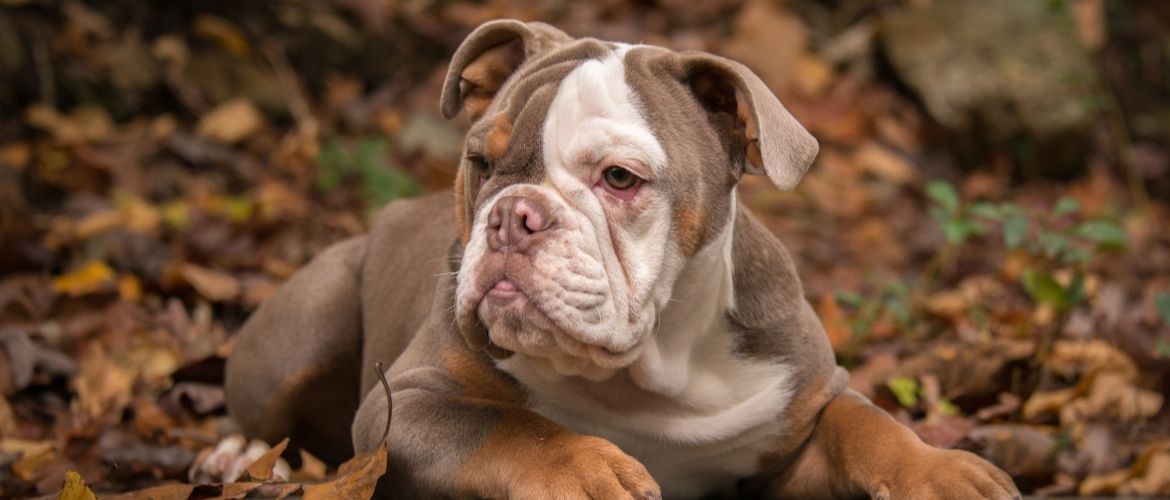 American Bulldog von vorne