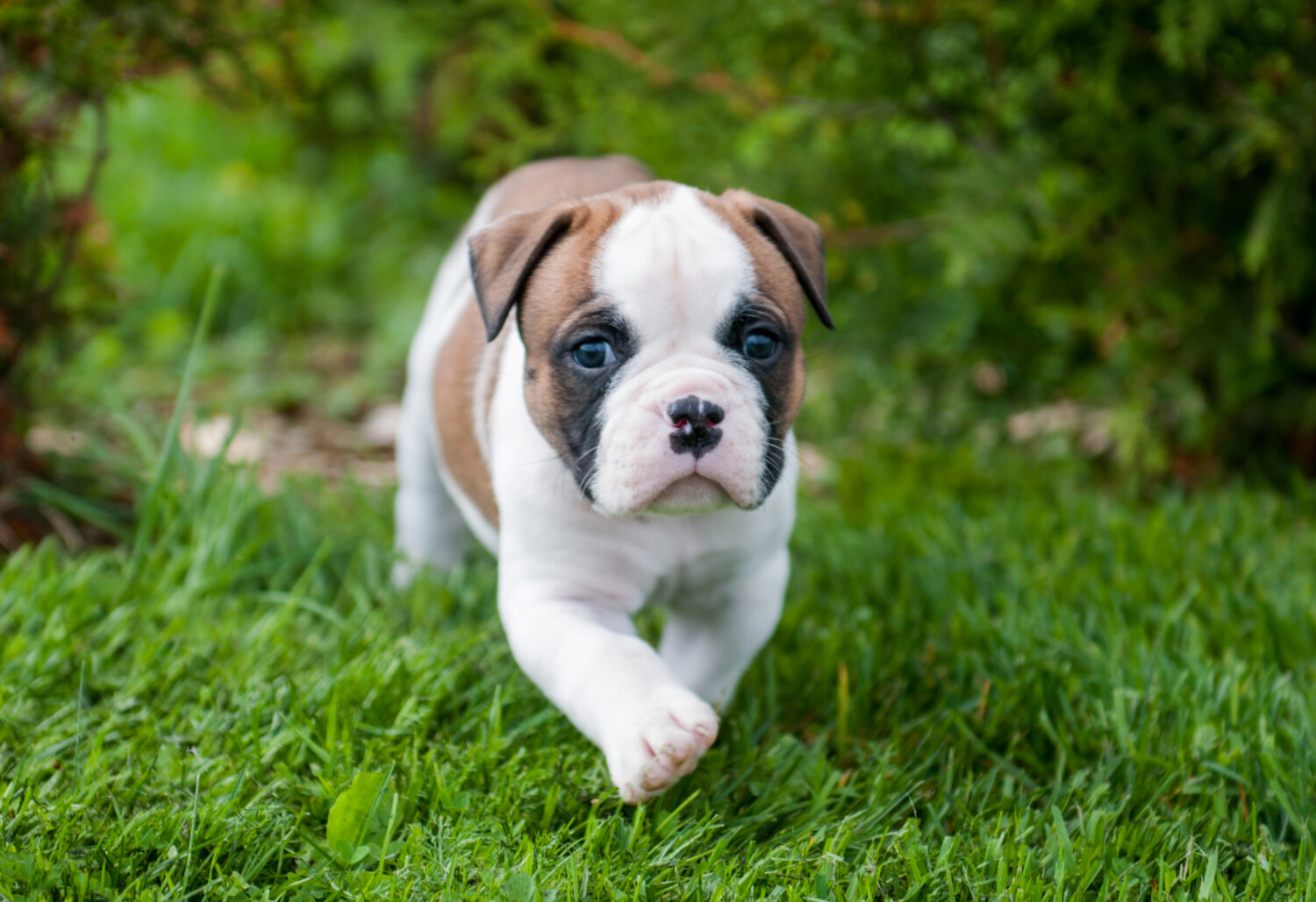 American Bulldog Welpe