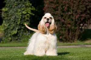 Amerikanischer Cocker Spaniel auf einer Wiese