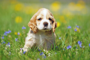 Amerikanischer Cocker Spaniel Welpe