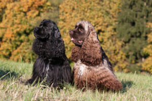 Amerikanischer Cocker Spaniel zu zweit