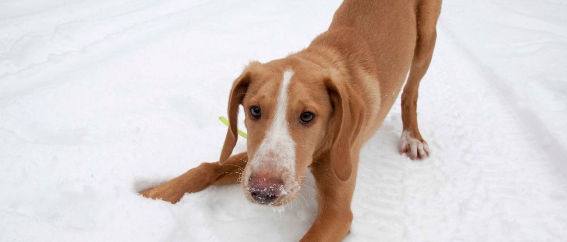 American Foxhound im Schnee
