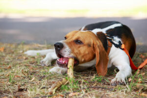 American Foxhound in der Natur