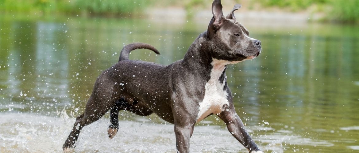 American Pit Bull Terrier Auslauf