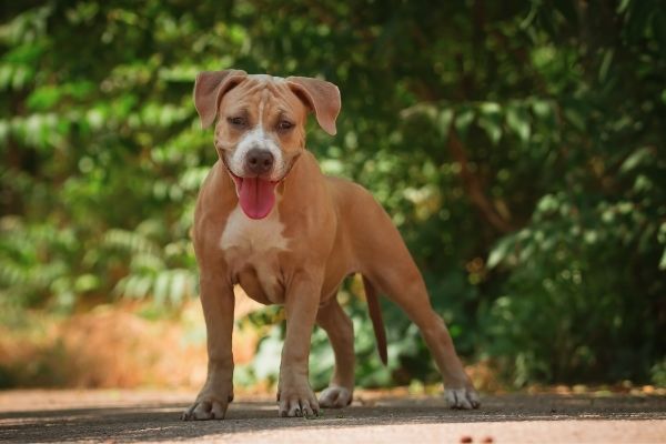 American Pit Bull Terrier im Stehen