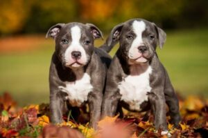 American Pit Bull Terrier Welpen