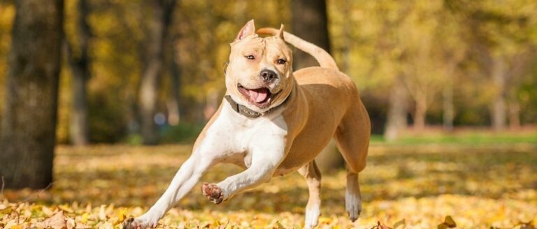 American Staffordshire Terrier