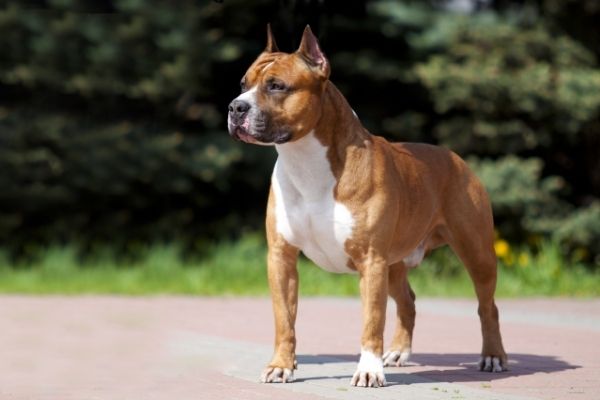 American Staffordshire Terrier draußen