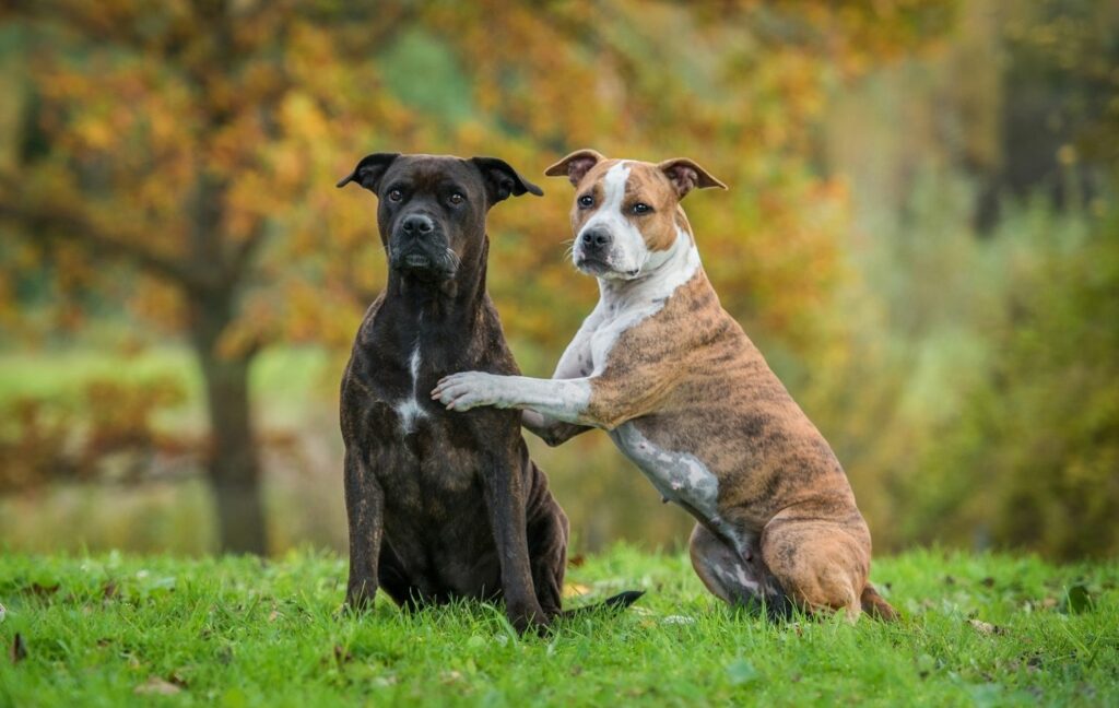 Anhängliche Hunderassen: Zwei American Staffordshire Terrier