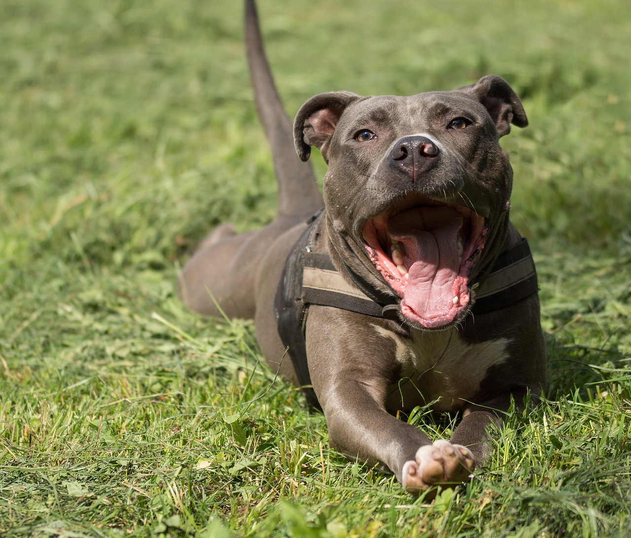 American Staffordshire Terrier