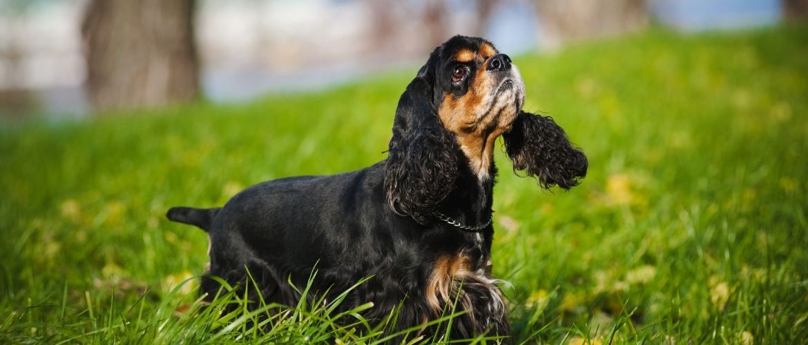 Amerikanischer Cocker Spaniel auf der Wiese