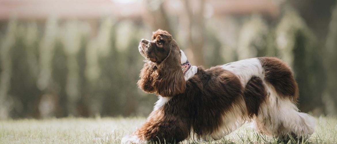 Amerikanischer Cocker Spaniel im Auslauf