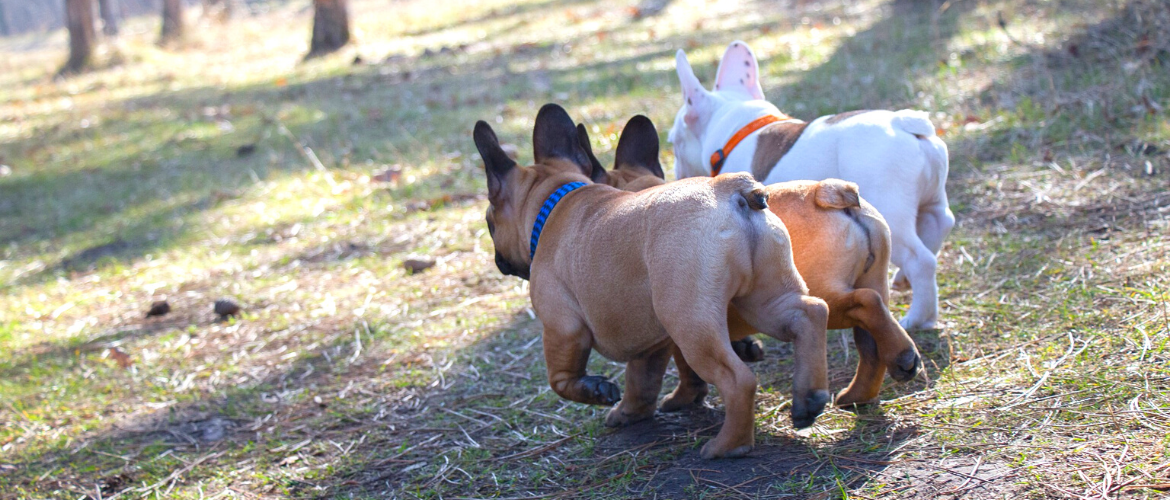 Analdrüsen beim Hund: Französische Bulldoggen von hinten