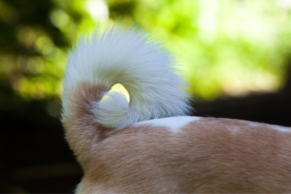 Analdrüsen beim Hund: Funktion, Probleme und Behandlungen | edogs