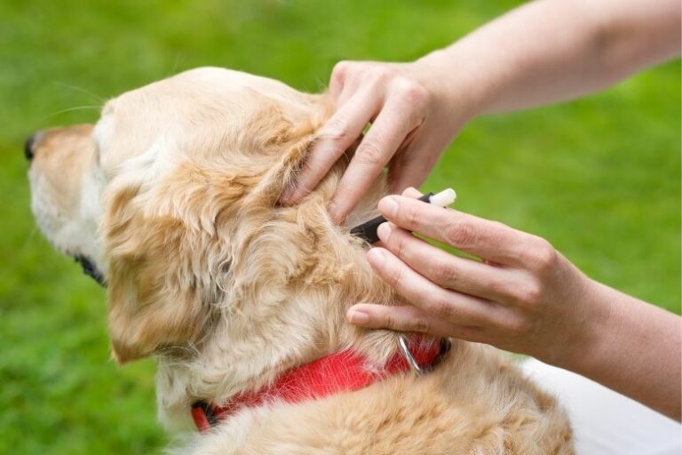 Anaplasmose beim Hund – Die gefährliche Zeckenkrankheit