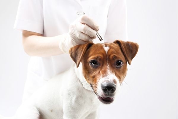 Anaplasmose: Hund wird behandelt