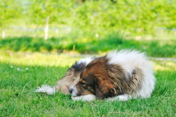 Anaplasmose: Hund liegt auf dem Rasen